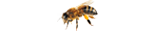 Pčele
