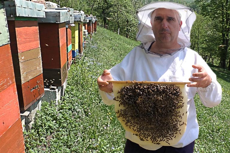 Pčelarska iskustva i odgovori na najčešća pitanja 